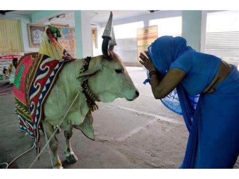 بھارتی جج نے گائے کی حفاظت کی عجیب منطق پیش کردی جج کا اپنے حکم میں