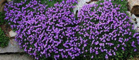 16 Fast Growing Ground Cover Plants To Transform Your Yard