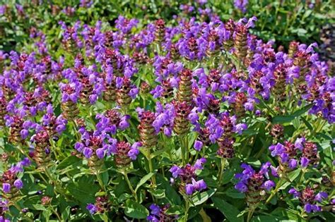 15 Weeds With Purple Flowers Balcony Garden Web