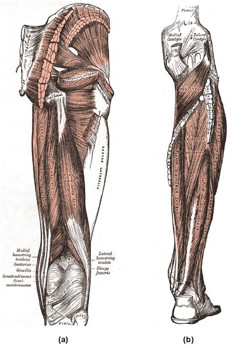 Muscles Of The Lower Limb Boundless Anatomy And Physiology