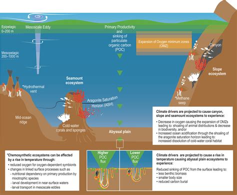 Ocean Ecosystem Diagram