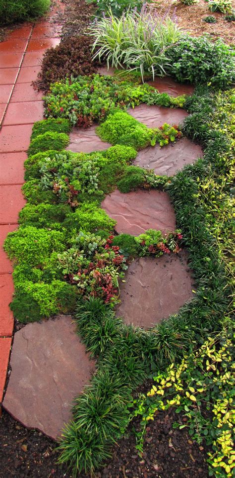 Sedums are decorative between paving stones, great fillers in