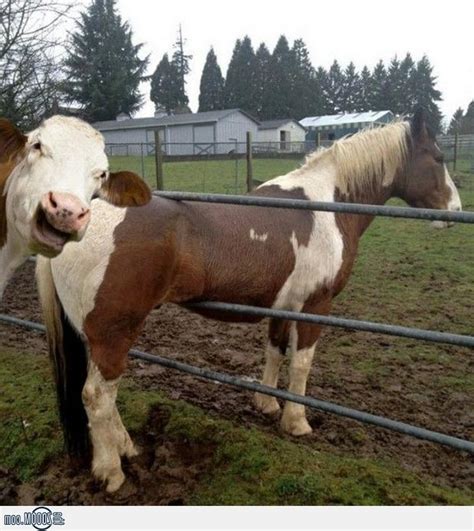 Cow Stuck In Fence Photo