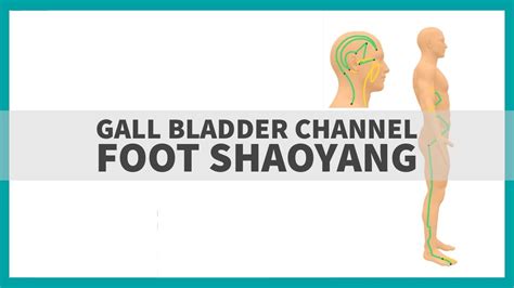 Tcm Anatomy The Gall Bladder Channel Of Foot Shaoyang Youtube