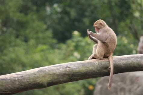 Monkey Flickr