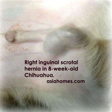 Care guide for inguinal hernia in children. BREEDERS