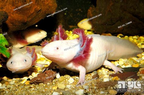 Mexican Salamander Ambystoma Mexicanum Mexican Axolotl Stock Photo