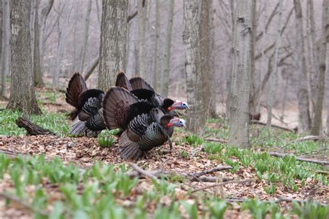 Behind The Bird History And Conservation Of The Eastern Wild Turkey