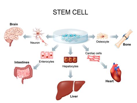 What Exactly Are “stem Cells” Stemcellforlife