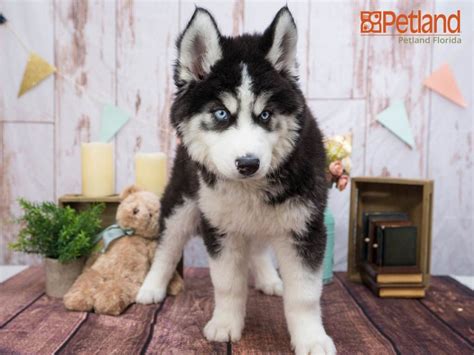 Get a boxer, husky, german shepherd we raise pure siberian husky puppies in the healthiest of environments. Husky Puppies For Sale In Florida