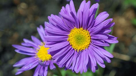 Aster Flower Purple Free Photo On Pixabay Pixabay