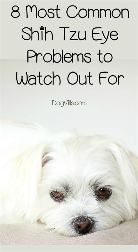8 Most Common Shih Tzu Eye Problems To Watch Out For