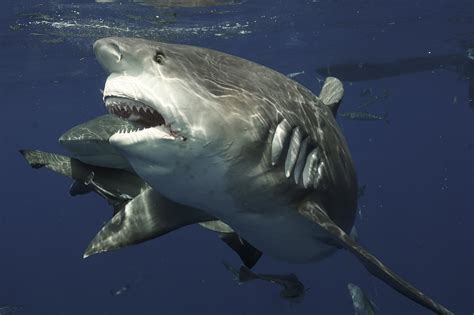 Gargantuan Bull Shark Bares Its Rows Of Teeth In Terrifying Close