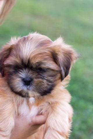 More images for shih tzu puppies virginia » Adorable AKC Shih Tzu Puppies for sale - 17 weeks old for ...