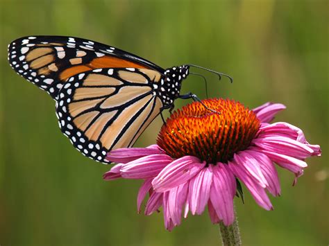 Brown and black butterfly flying above beautiful flowers. फूल से बात | SugamHindi