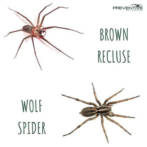 The Brown Recluse Spider Is Commonly Mistaken For The Wolf Spider