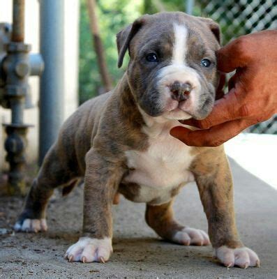 These puppies are a different. Pin by Keithlane on Blue nose reverse brindle pittys ...