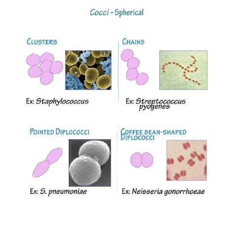 Different Morphology Of Bacteria