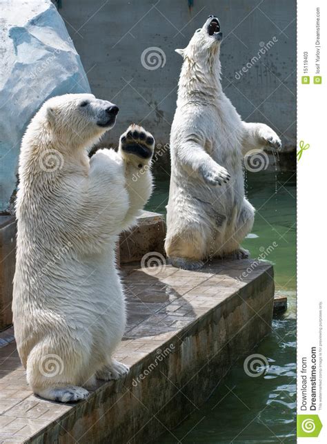 Two Polar Bears In The Zoo Stock Image Image Of Playing 15119403