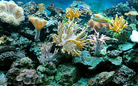 Hd Sea Underwater Ocean Reef Fish Widescreen Wallpaper