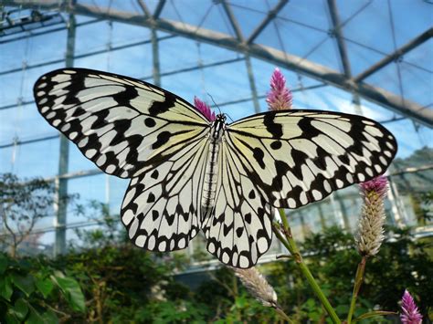 日本一おおきな蝶 (オオゴマダラ) - 上総の写真 (クリックすると壁紙サイズの写真(画像)になります)