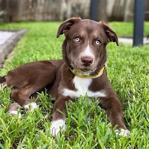 Husky Lab Mix Temperament And Puppy Stages Lab Husky Mix Facts