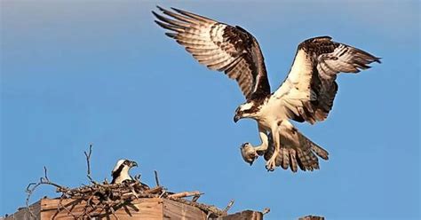 Osprey Chicks Raised At Perthshire Substation Take Flight For The Winter Daily Record