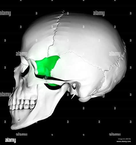 Greater Wing Of Sphenoid Highlighted On Skull Stock Photo 2930581 Alamy