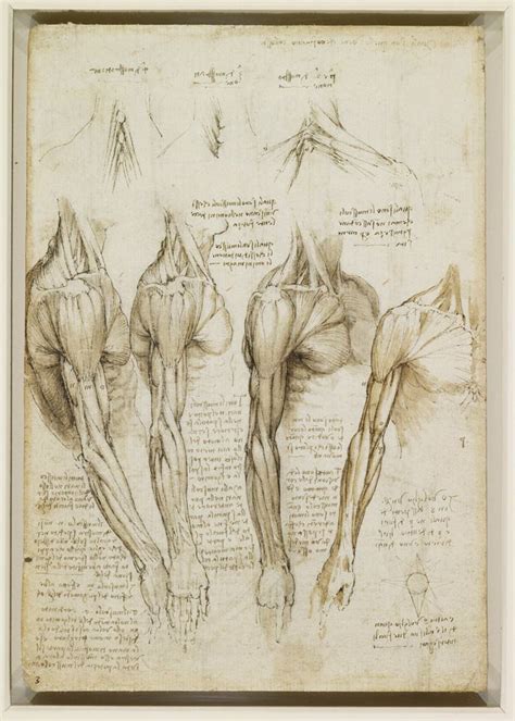 The royal collection, windsor, england.if you want to understand the human machine, it helps to study animal anatomy; Observation Skills vs. Constructive Drawing - Drawing ...