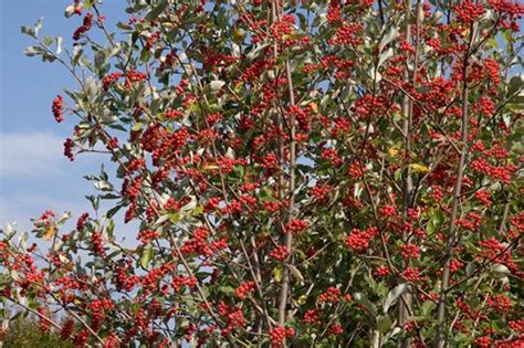 È infatti tra le migliori in assoluto come purificatore d'aria ed è consigliata da pneumologi ed esperti a tutti coloro. Pianta di sorbus aria - il Sorbo Vivai di Antonio Santini