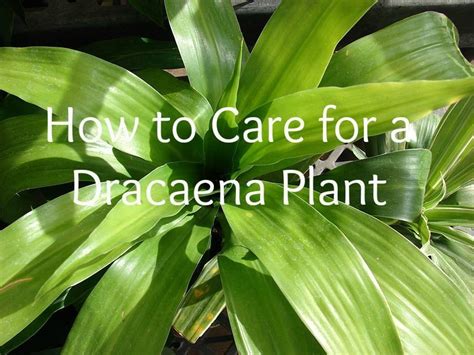 In this video i go through all aspects of dracaena (also known as the dragon tree or corn plant) plant care, from how to water this easy care indoor plant. How to Care for a Dracaena | Dracaena plant, Corn plant ...
