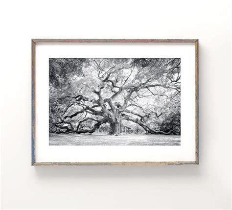 Angel Oak Tree Wall Art Black And White Photography Etsy Angel Oak