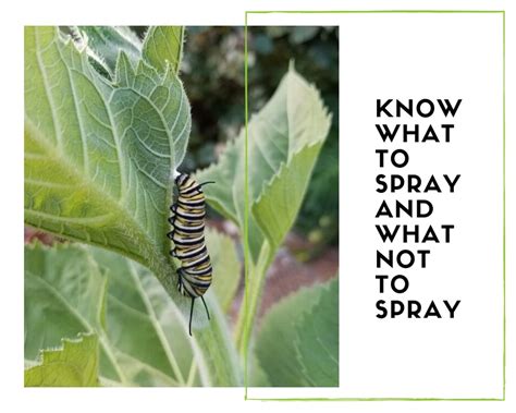 .aaa pest control is a full service, licensed and insured pest control company that has been serving the south florida area for almost 30 years. Our Secret to Giving Naples Homeowners Lush and Blooming ...