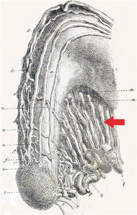 Structure Of The Bulbo Clitoral Organ Anatomic Study Of The Clitoris