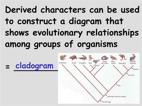 Ppt Classification Of Living Things Powerpoint Presentation Free Download Id 2412891