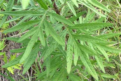 Artemisia Verlotiorum