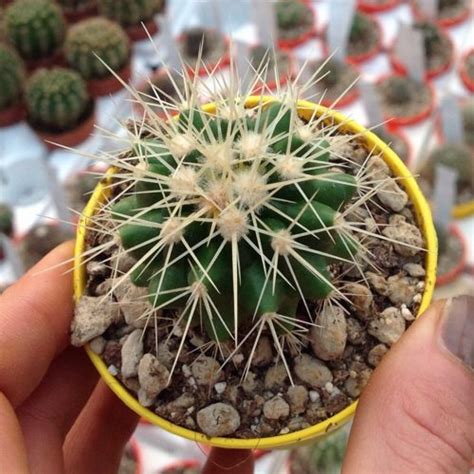 This also transports nutrients throughout the cactus and plays an important part in the fusing of grafts. Echinocactus - Growing Sheet - Giromagi Cactus