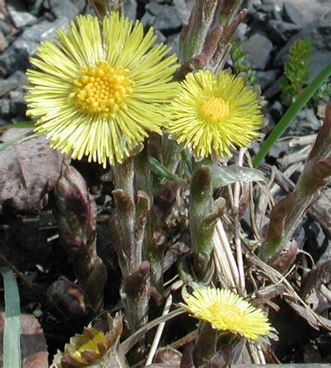 *please note that this list will be in effect from january 1, 2015 onwards. Coltsfoot (Tussilago farfara) - 06a - Wild Flowers of ...