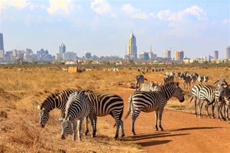 Facts About Nairobi National Park The Worlds Only Urban Park Of Its