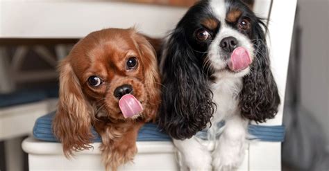 Lap Up These Fascinating Facts About A Dogs Tongue Critter Culture