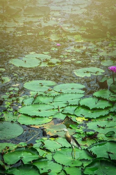 Beautiful Bird Standing On Lotus Lotus In The Lotus Lake Stock Photo