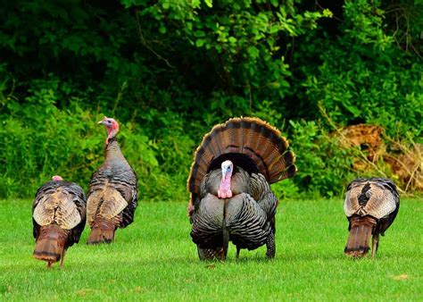 How To Hunt Turkey 8 Simple Steps To Follow Turkey Hunting Tips