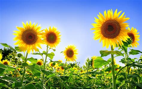 Free Download Hd Sunflowers Wallpapers Top Best Hd Wallpapers For