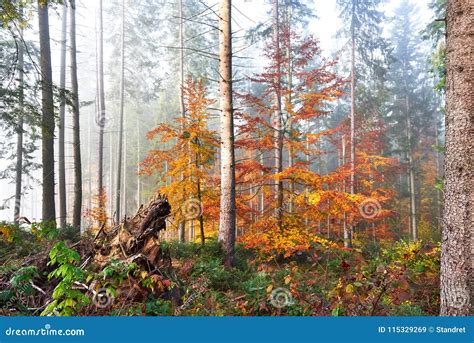 Beautiful Morning In The Misty Autumn Forest With Majestic Colored