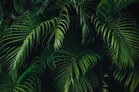 Jungle Leaves Wallpapers Top Free Jungle Leaves Backgrounds