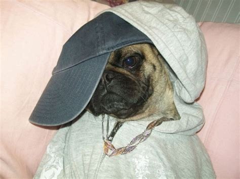 Gangster Pugs Sharenator Pugs Funny Dog Pictures Pugs Funny