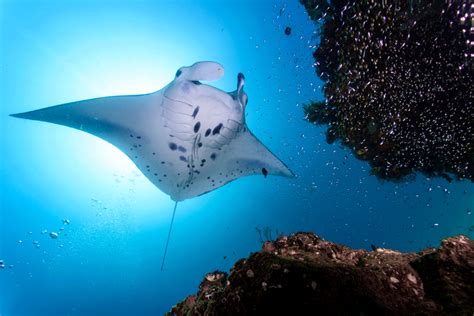 The Priorities For Effective Manta And Devil Ray Conservation Save