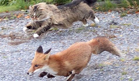 Are Foxes A Threat To Cats