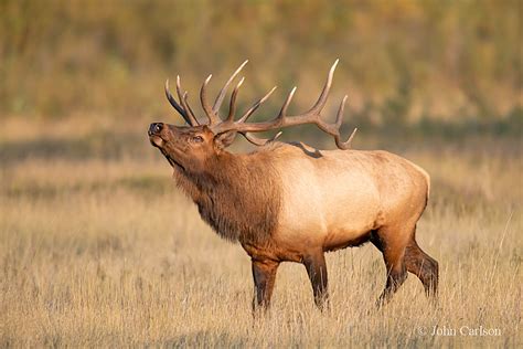 Guided Elk Hunting Trips In Northeast Montana Burke Ranch Outfitters