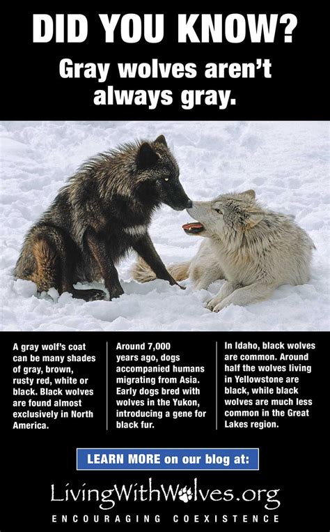 Did You Know Gray Wolves Arent Always Gray Living With Wolves